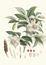 Michelia cathcarti, a tree from the magnolia family native to Asia