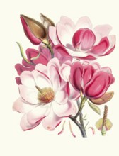Magnolia Campbellii, Campbell magnolia, is a species of magnolia that grows in protected valleys in