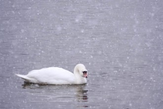 Swan in water, winter, Germany