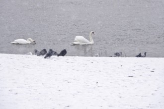 Swans in water, winter, Germany