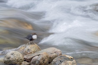 White-throated White-throated Dipper (Cinclus cinclus), sitting on a stone in a stream, Kundler