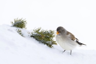 Snowfinch (Montifringilla nivalis) in winter, Hafelekar, Karwendel mountains, Tyrol, Austria