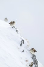 Snowfinches (Montifringilla nivalis) in winter, Hafelekar, Karwendel mountains, Tyrol, Austria