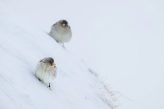 Snowfinches (Montifringilla nivalis) in winter, Hafelekar, Karwendel mountains, Tyrol, Austria