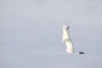 Ermine or large weasel (Mustela erminea), in winter fur, Eggen, Terfens, Tyrol, Austria