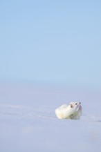 Ermine or large weasel (Mustela erminea), in winter fur, Eggen, Terfens, Tyrol, Austria