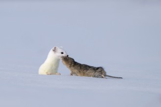 Stoat or large weasel (Mustela erminea), in winter fur, with captured vole, Eggen, Terfens, Tyrol,