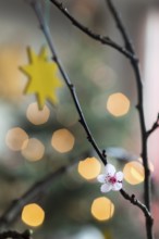 Barbara branches have blossomed, tradition in Advent, branches with blossoms and Christmas