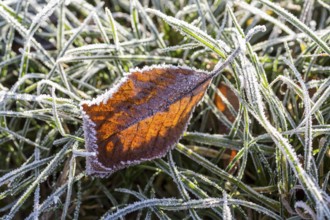 Hoarfrost crystals create an impressive pattern on every stalk and leaf on the ground, Saxony,