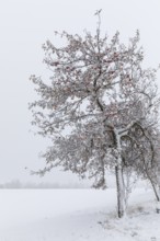 Apple trees (malus) still full of apples covered in snow, onset of winter in Oberwartha, Dresden,