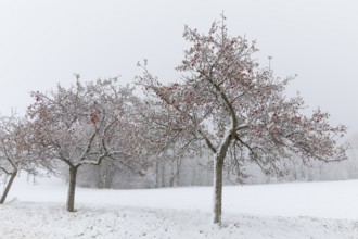 Apple trees (malus) still full of apples covered in snow, onset of winter in Oberwartha, Dresden,