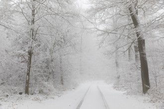 Snowy forest trail in the Tharandter Forest, Saxony, Germany