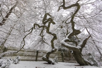 Snow-covered Süntel beech, copper beech (Fagus sylvatica), Tharandt Forest, Saxony, Germany