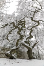 Snow-covered Süntel beech, copper beech (Fagus sylvatica), Tharandt Forest, Saxony, Germany