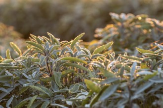Dew and first morning light on the leaves of Common sage (salvia officinalis), Saxony, Germany