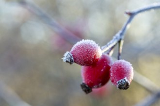3 rose hips with hoarfrost in autumn, Saxony, Germany