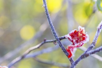Rose hips broken by frost on a branch, hoarfrost, Saxony, Germany