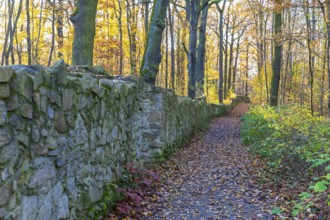 Trail through the autumn forest on the Dardanelles, Moritzburg Castle, Saxony, Germany