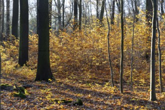 Yellow glow of the beech leaves (fagus) in autumn forest, Moritzburg, Saxony, Germany