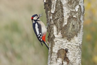 Great spotted woodpecker (Dendrocopus major), male, foraging on the trunk of a common birch (Betula