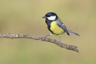 Great Tit (Parus major), male sitting on a branch overgrown with moss and lichen, Wildlife,