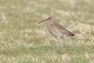 Eurasian curlew (Numenius arquata), foraging in a meadow, wildlife, animals, birds, snipe family,