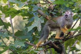 A Central American squirrel monkey (Saimiri oerstedii) looks for food in a green bush. Costa Rica,