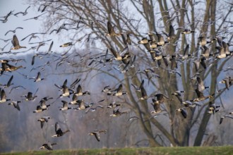 Bislicher Insel, nature reserve on the Rhine, Altrheinarm, near Xanten, Lower Rhine, Wesel
