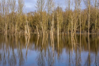 The Bislicher Insel, nature reserve on the Rhine, Altrheinarm, near Xanten, Lower Rhine, Wesel