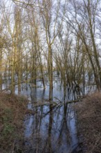 The Bislicher Insel, nature reserve on the Rhine, Altrheinarm, near Xanten, Lower Rhine, Wesel