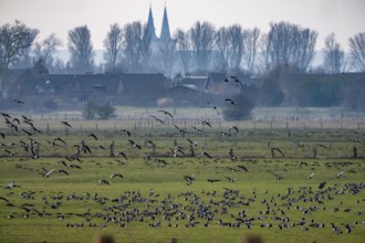 Bislicher Insel, nature reserve on the Rhine, Altrheinarm, near Xanten, Lower Rhine, Wesel