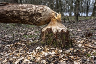 Bislicher Insel, nature reserve on the Rhine, Altrheinarm, near Xanten, Lower Rhine, Wesel