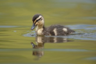 Mallard duck (Anas platyrhynchos) juvenile baby duckling bird on a lake in spring, England, United