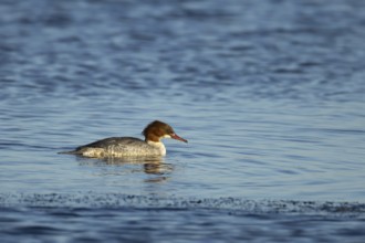 Goosander (Mergus merganser) adult female sawbill bird on a lake in winter, RSPB Titchwell nature