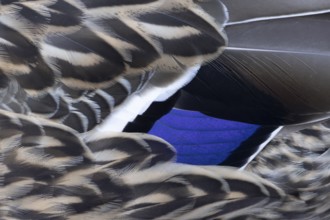 Mallard duck (Anas platyrhynchos) adult female bird close up of its wing feathers, England, United