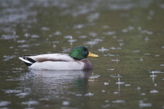 Mallard duck (Anas platyrhynchos) adult male bird on a lake in a rain storm, England, United
