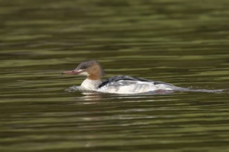 Goosander (Mergus merganser) adult female sawbill bird on a lake in autumn, England, United KIngdom