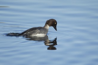 Goldeneye (Bucephala clangula) adult female duck bird diving on a lake in winter, Suffolk, England,