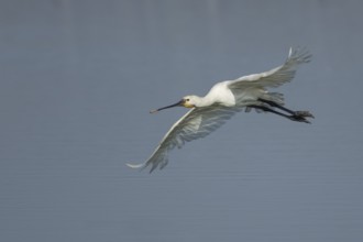 Eurasian spoonbill (Platalea leucorodia) adult bird in flight, RSPB Frampton marsh nature reserve,