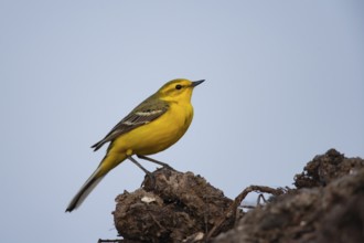 Yellow wagtail (Motacilla flava) adult bird on a farmland muck heap in spring, Suffolk, England,