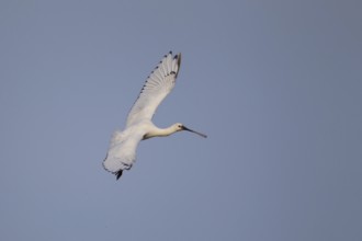 Eurasian spoonbill (Platalea leucorodia) adult bird in flight, RSPB Minsmere nature reserve,