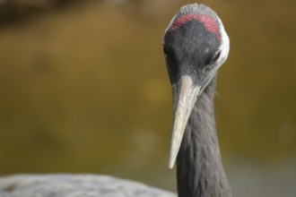 Common crane (Grus grus) adult bird head portrait, England, United KIngdom