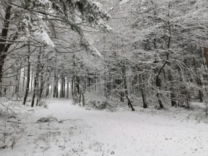 Snowy forest clearing, trees covered with a layer of snow, hiking along the Rennsteig in the