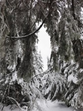 Close-up of snow-covered branches in a thick winter forest, gives a feeling close to nature,