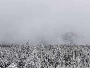 Snowy winter forest under thick fog, conveys a quiet and cold atmosphere, hiking in the