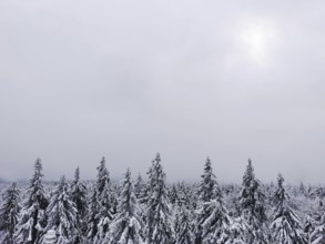 The snow covers treetops while weak light breaks through a wintry sky, hiking on Ochsenkopf in the