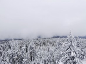 Snow-covered trees under a grey sky in a peaceful winter landscape, hiking on Ochsenkopf in the