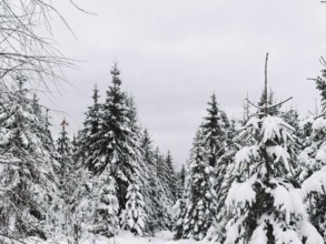 Snow-covered forest with dense fir trees (abies) under a grey sky, hiking in the Fichtelgebirge