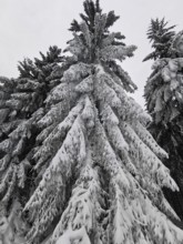Snow-covered fir branches (abies) in a dense, cold winter forest, hiking in the Fichtelgebirge