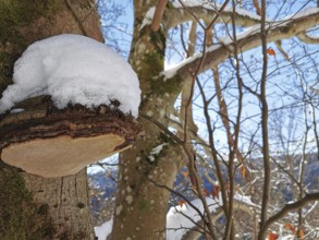 A snow-covered tree trunk with a mushroom (fomes fomentarius) in the forest on a cold, sunny